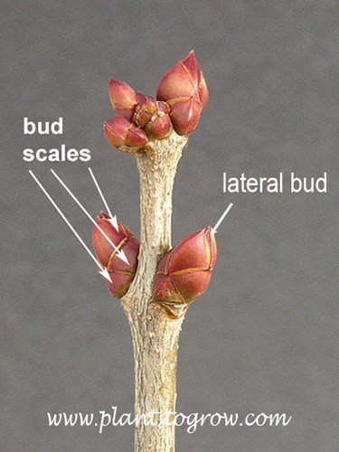 overlapping bud scales